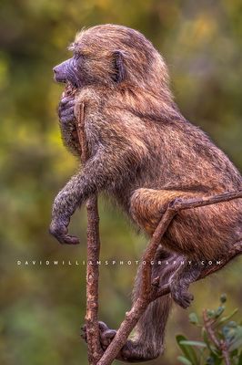 Baboon S 0Z83762