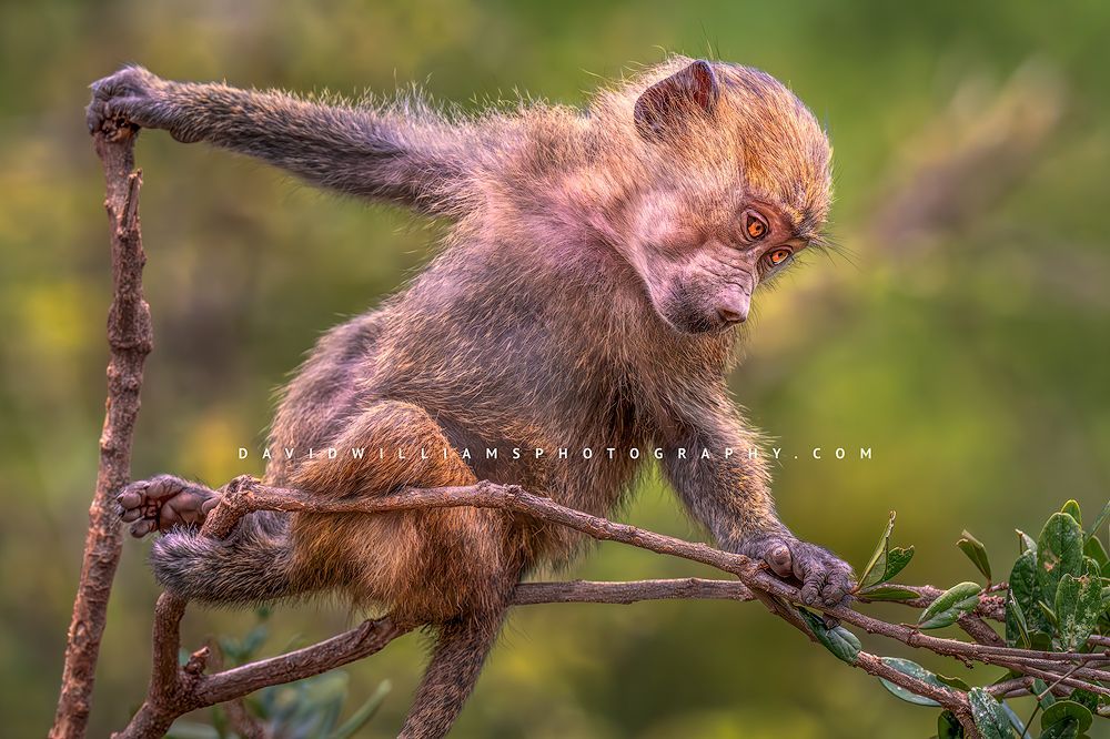 Baboon S 0Z83777