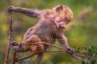 Baboon S 0Z83777