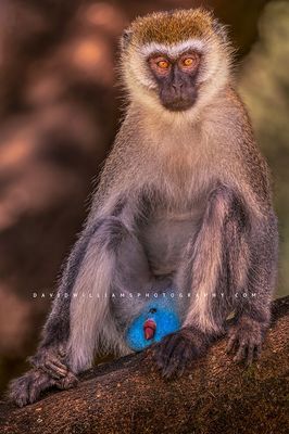 Vervet S 0Z83887