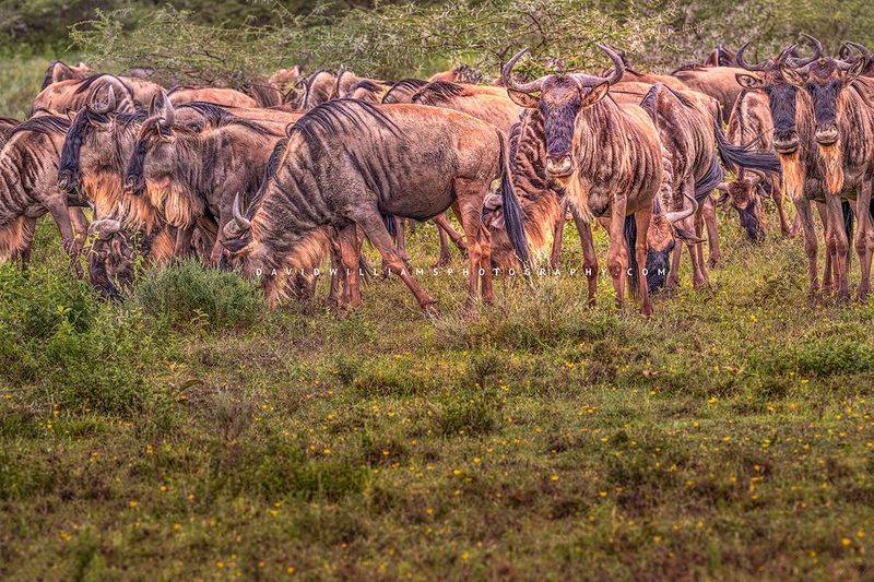 Wildebeest GP NZ92424