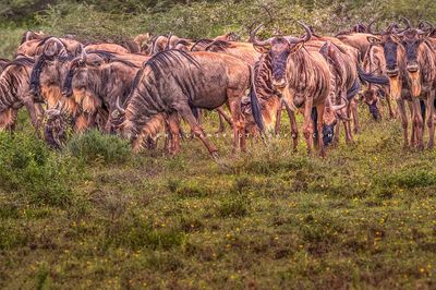 Wildebeest GP NZ92424
