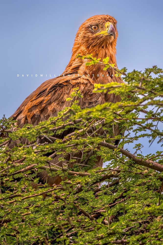 Tawny Eagle S NZ92447