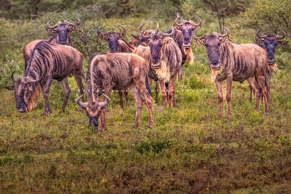 Wildebeest GP NZ92440
