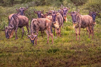 Wildebeest GP NZ92440