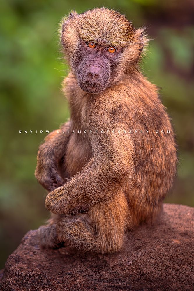 Baboon S NZ91265