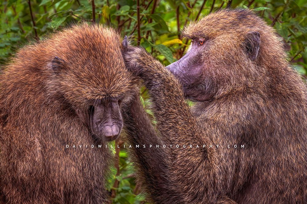 Baboon GP 0Z83738