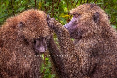 Baboon GP 0Z83738