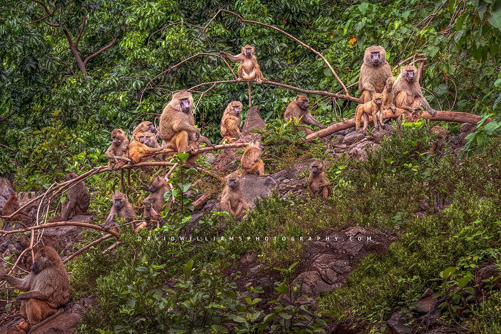 Baboon Gp NZ91297