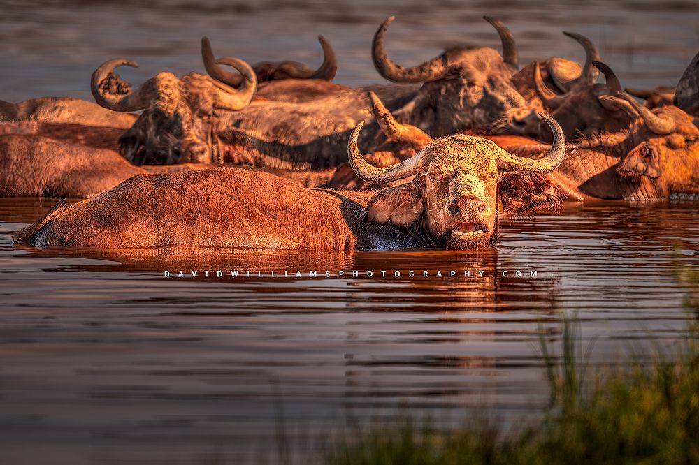 African Buffalo 0Z83469
