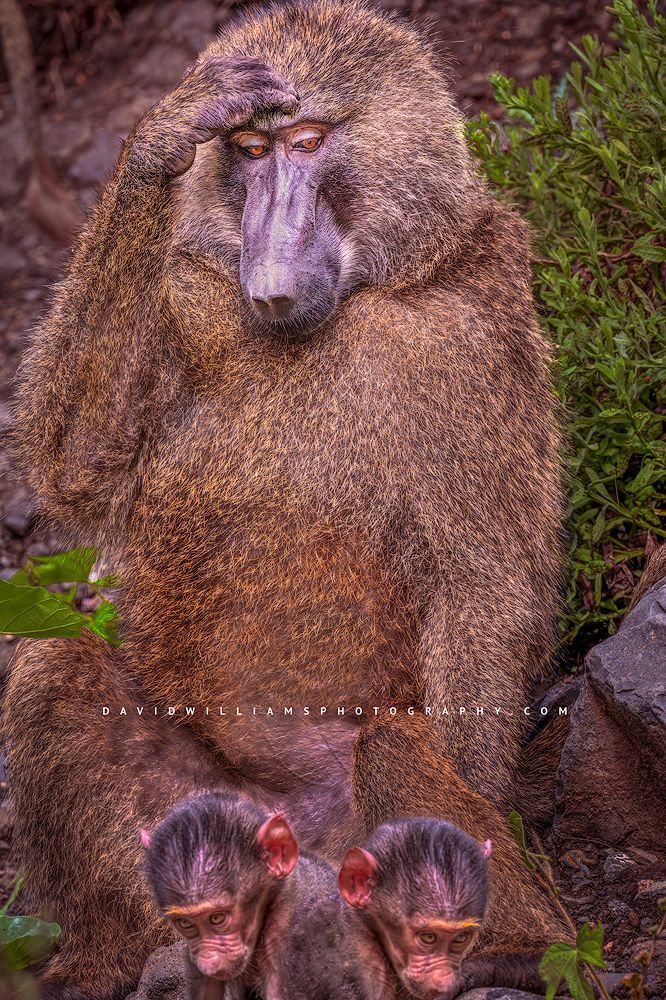 Baboon GP 0Z83799