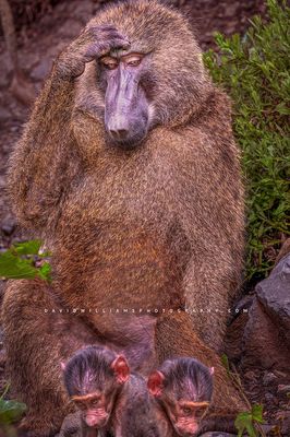 Baboon GP 0Z83799