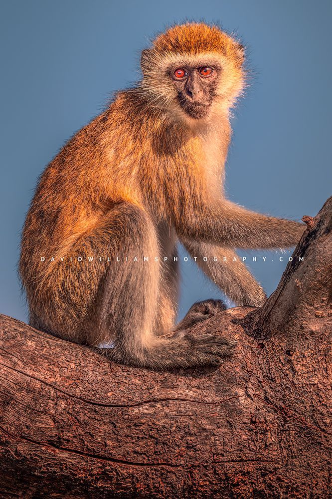 Vervet S 0Z83452