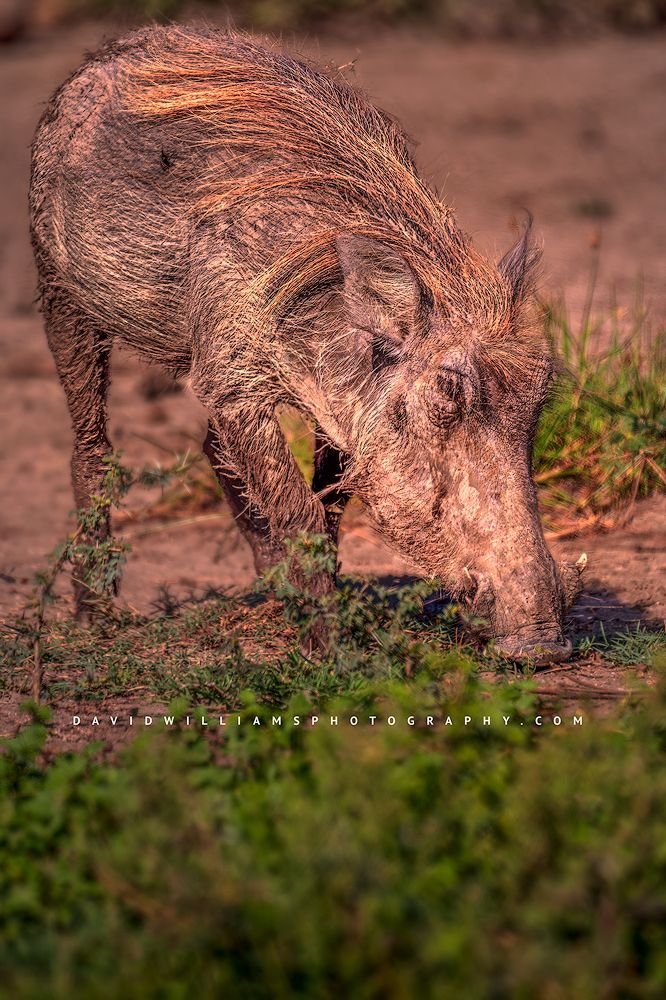 Warthog S 0Z83434