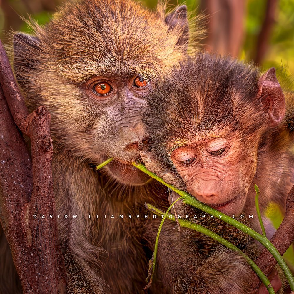 Baboon GP NZ91098