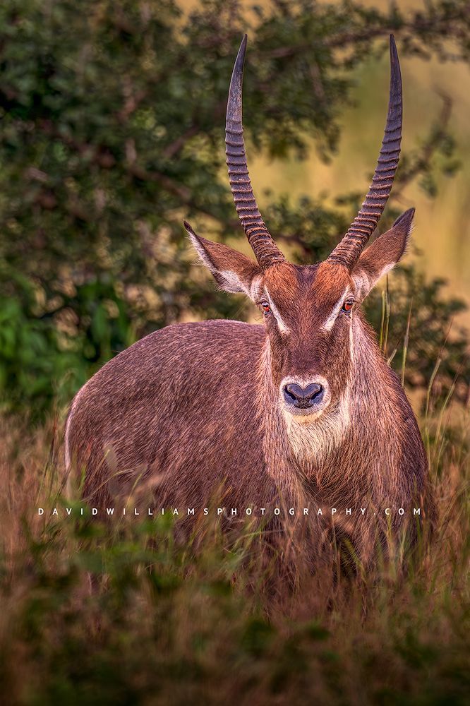 Defassa Waterbuck S 0Z83326