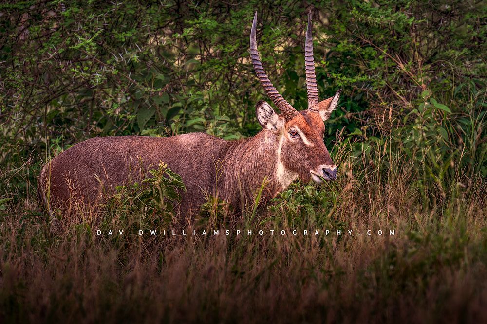 Defassa Waterbuck S 0Z83306