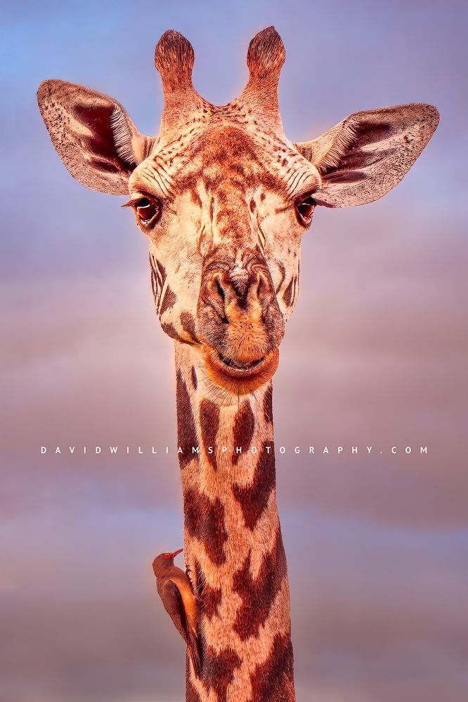 Giraffe S 0Z83360EN