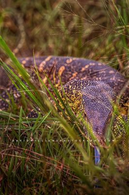 Nile Monitor NZ90826