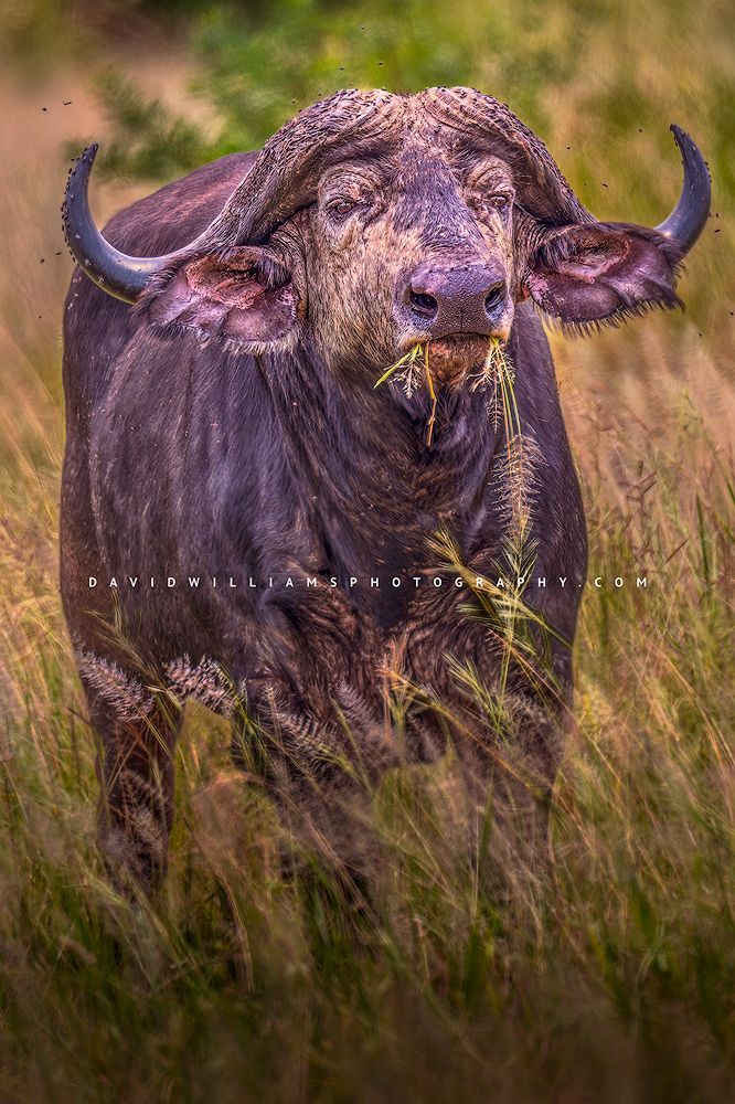 African Buffalo S 0Z83195