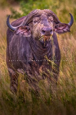 African Buffalo S 0Z83195