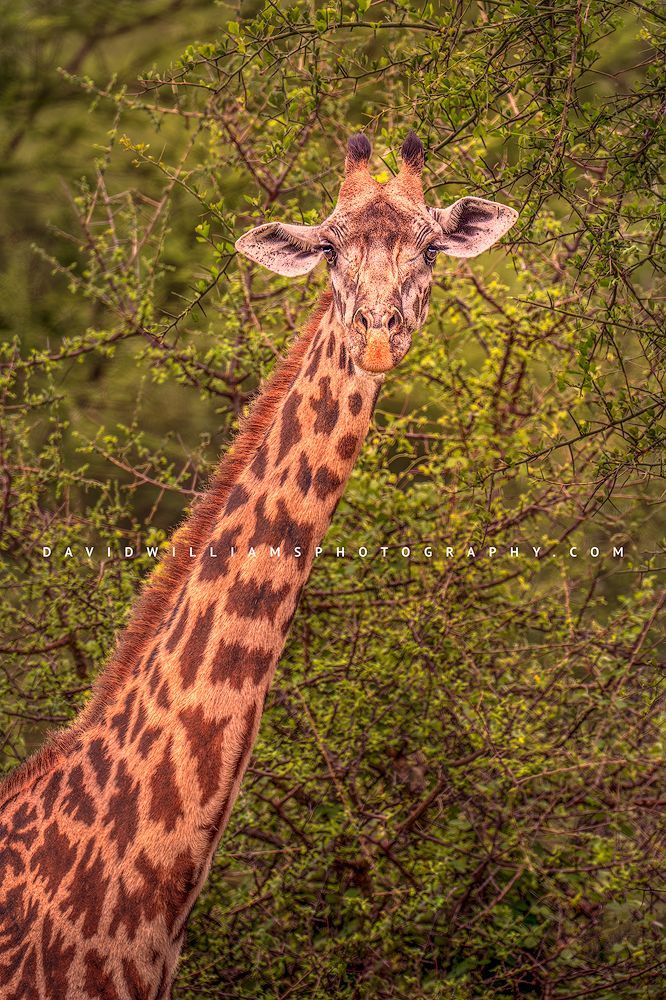 Giraffe S 0Z82924