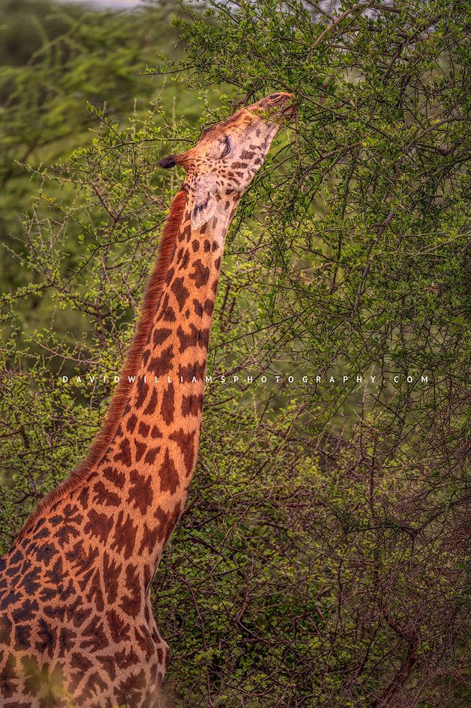 Giraffe S 0Z82916