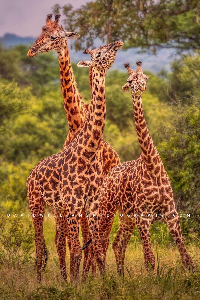 Giraffe GP NZ90480