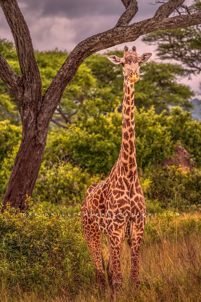 Giraffe S NZ90451