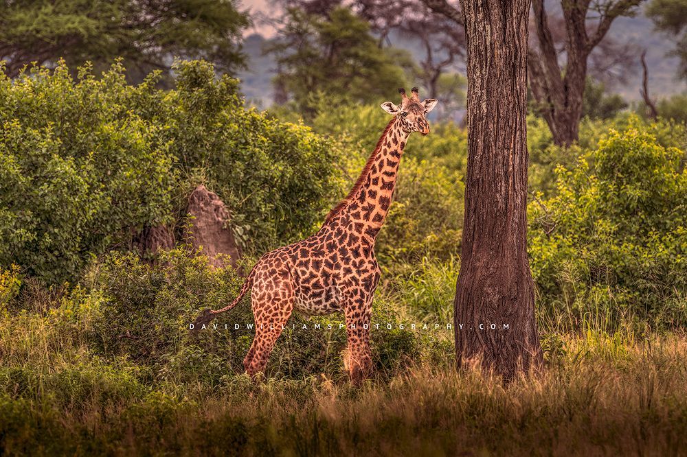 Giraffe S NZ90312