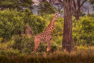 Giraffe S NZ90312