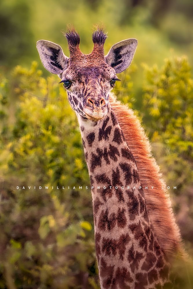 Giraffe S NZ90269