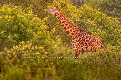Giraffe S NZ90316