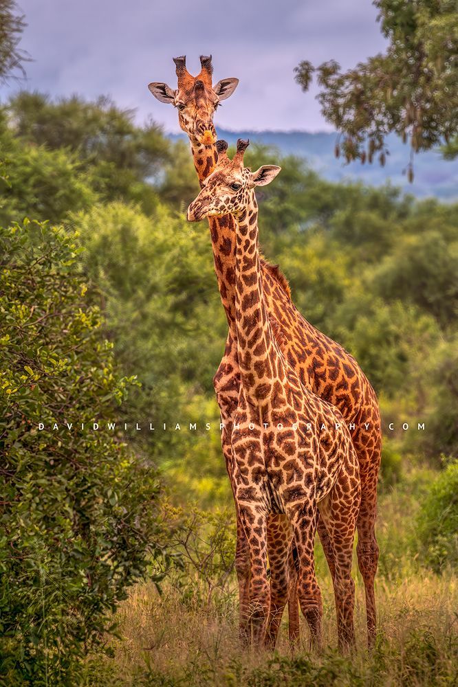 Giraffe GP NZ90485