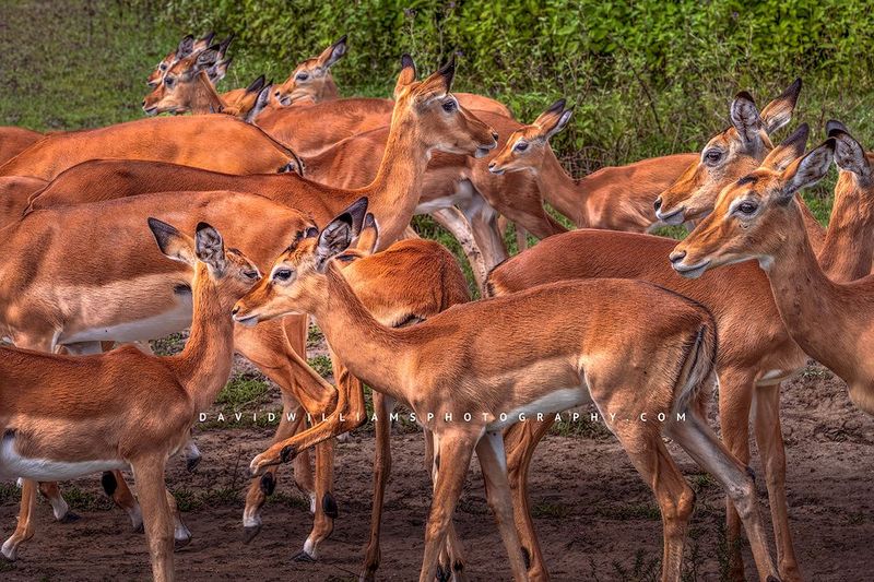 Impala GP NZ92488