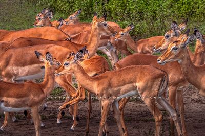 Impala GP NZ92488