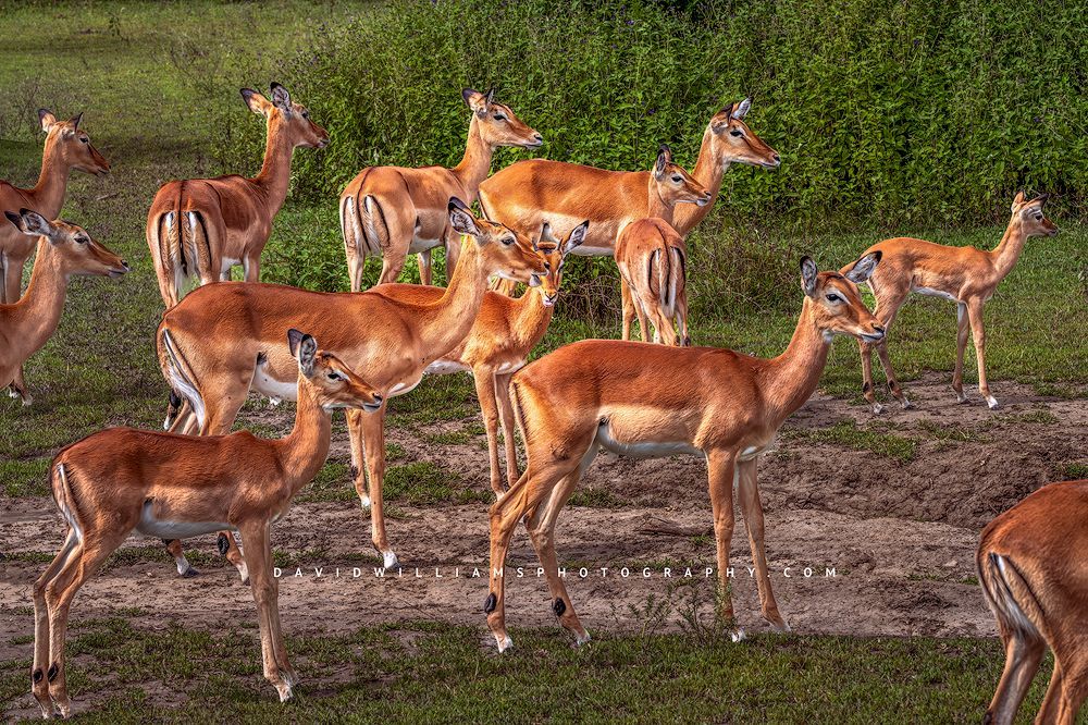 Impala GP NZ92471