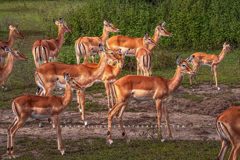 Impala GP NZ92471