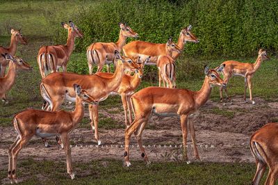 Impala GP NZ92471