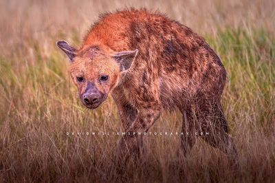 Hyena S 0Z82790