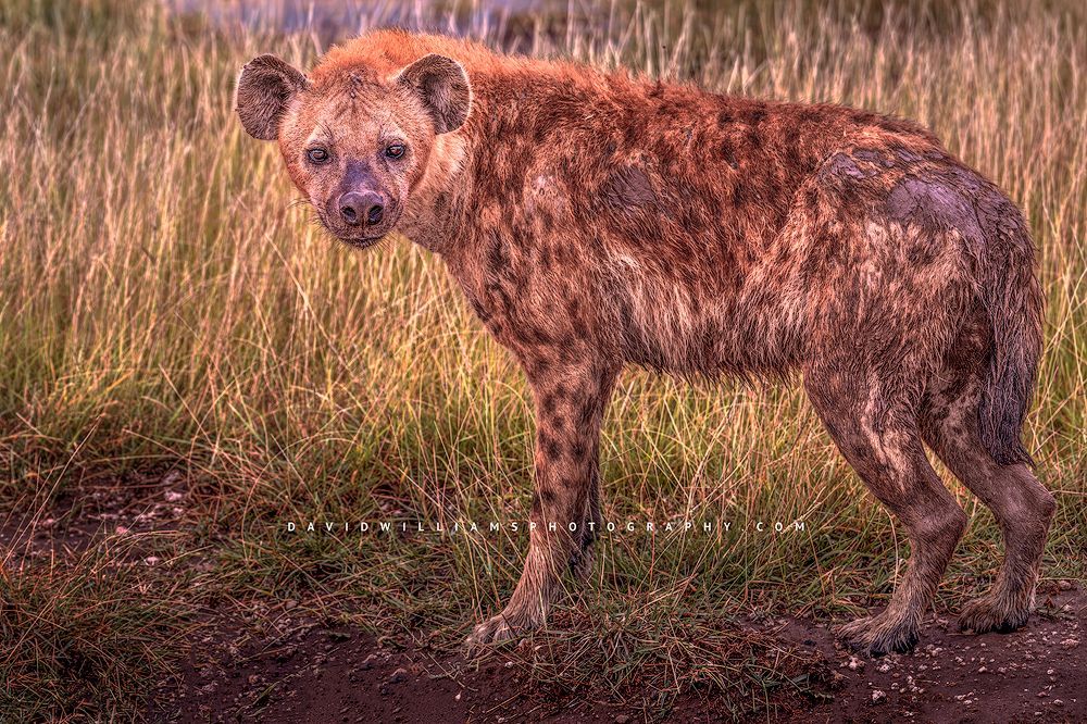 Hyena S NZ99789
