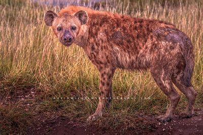 Hyena S NZ99789