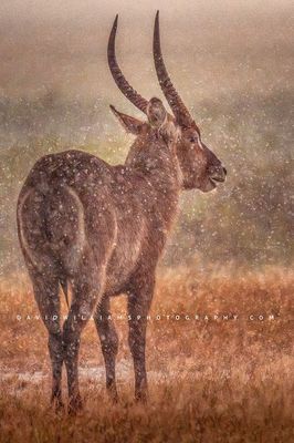 Waterbuck 0Z82687