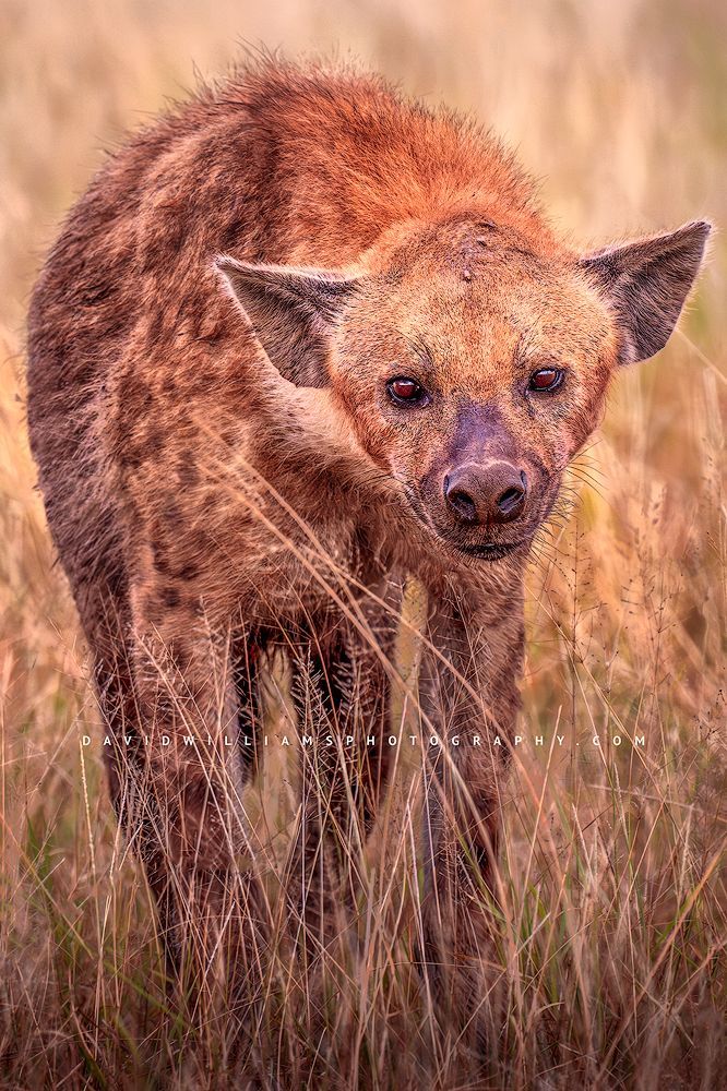 Hyena S 0Z82800