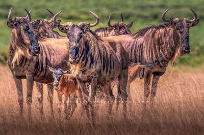 Wildebeest GP 0Z82375