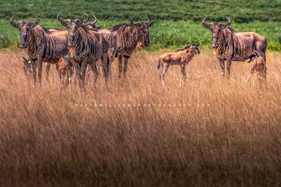 Wildebeest GP 0Z82386