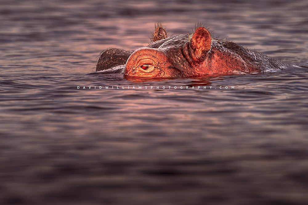 Hippo S NZ97690