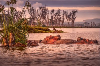 Hippo GP NZ97686