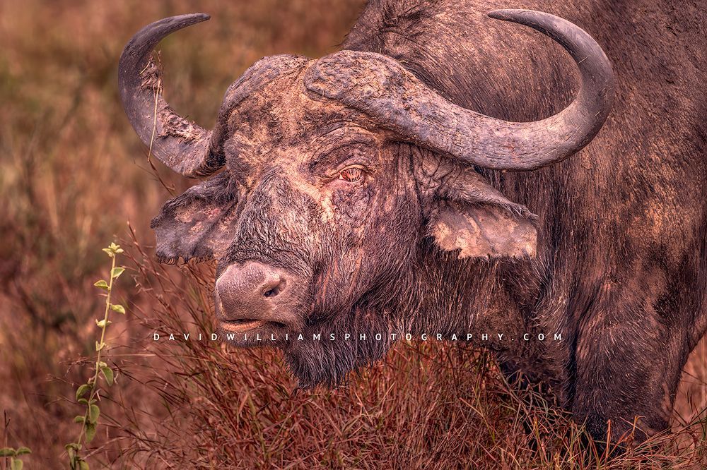 African Buffalo S 0Z81748