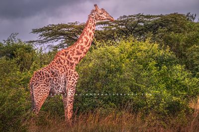 Giraffe S 0Z81726